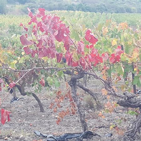 Gite Dans Ancienne Bergerie En Pleine Garrigue Fraissé-des-Corbières Exterior foto